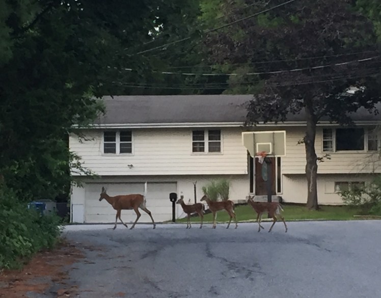 FullSizeRender (11).jpg