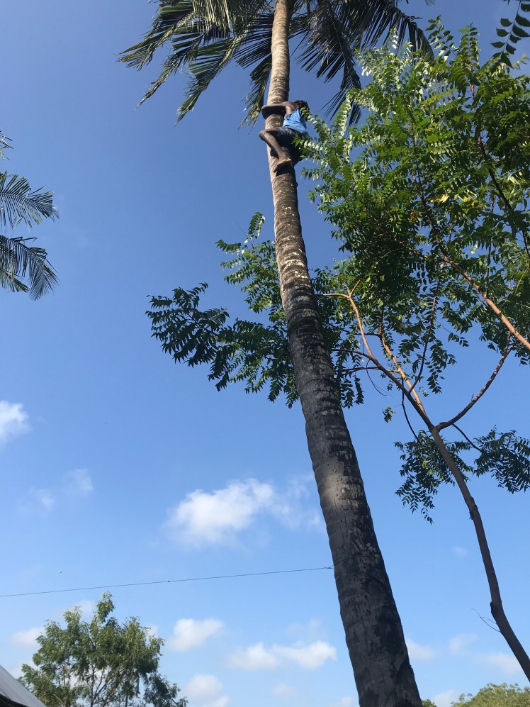 Coconut tree