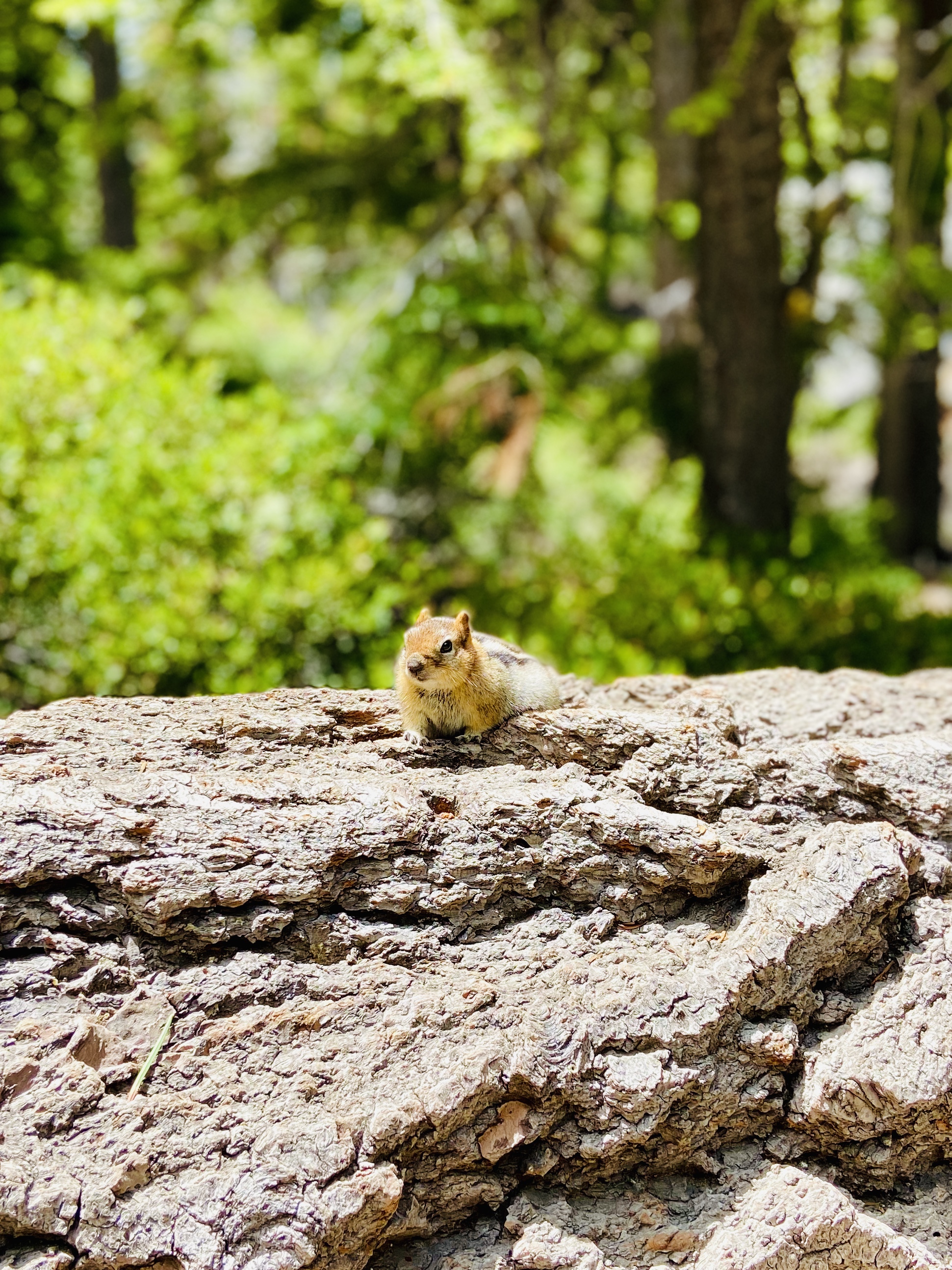 wildlife while hiking