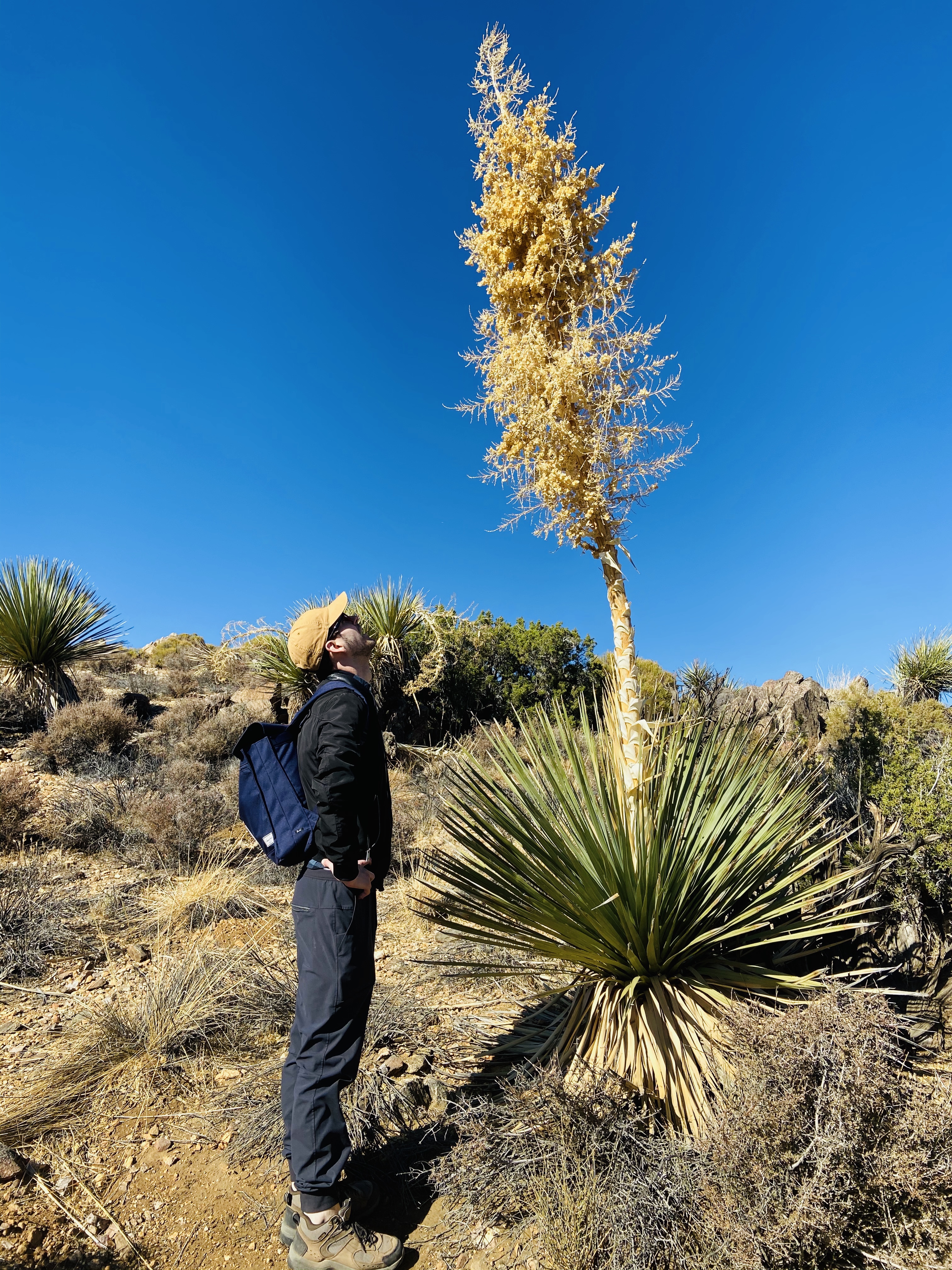 plants at joshua tree