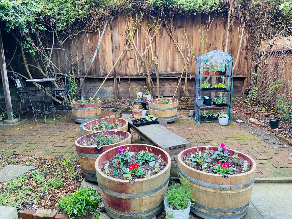 Urban garden in lower Pacific heights San Francisco 