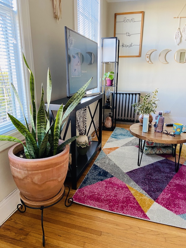 Snake plant in hippie apartment San Francisco 