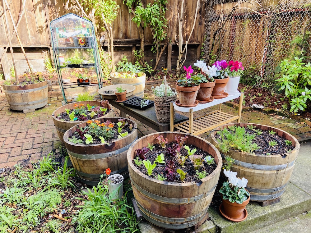Backyard garden in pacific heights with wine barrels filled with lettuce and flowers