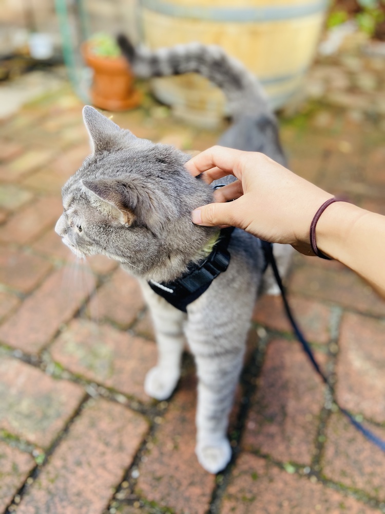 Taking the cat outside on a leash