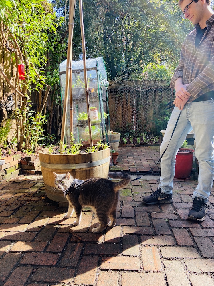 Cat exploring backyard 