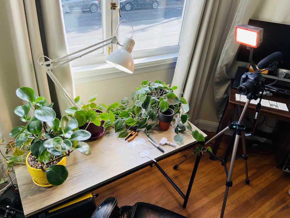 Filming a plant tutorial on propagating plants 