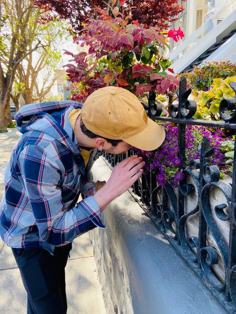 Smelling alyssums in SF neighbor's yard 