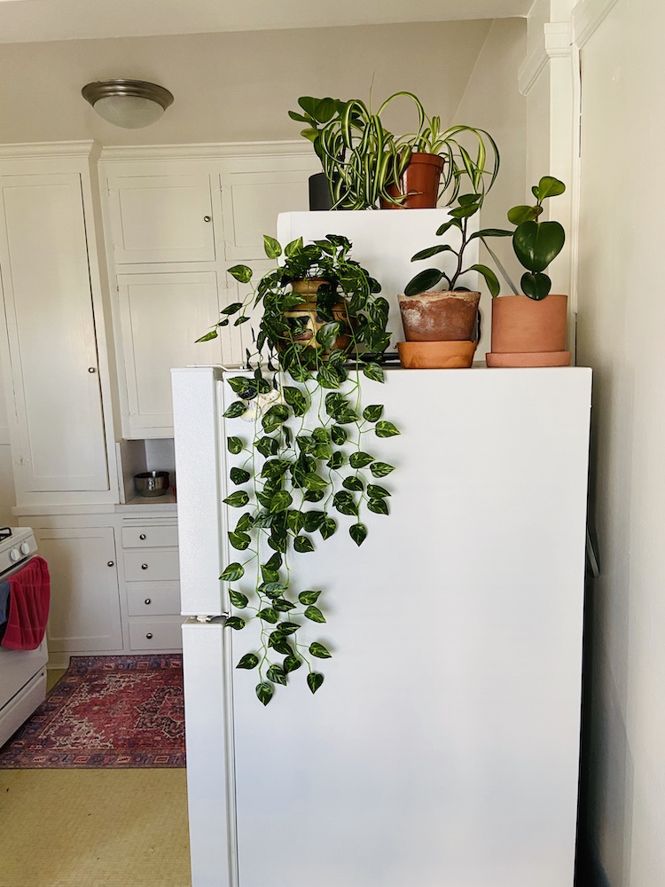 A mixture of plants on the fridge 