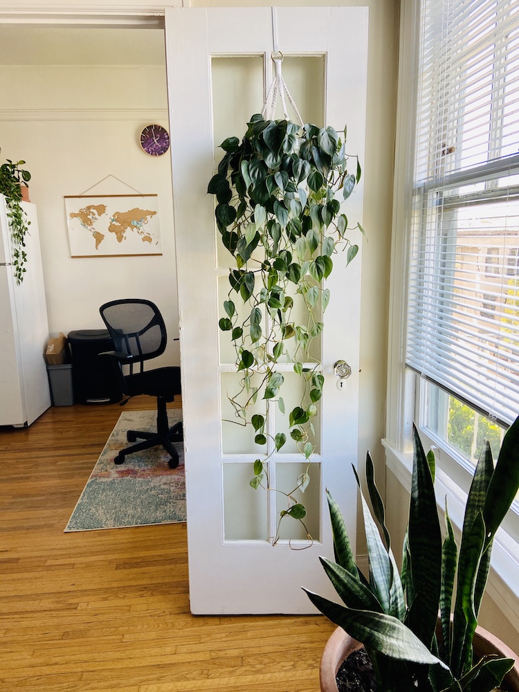 Hanging plant on french doors 