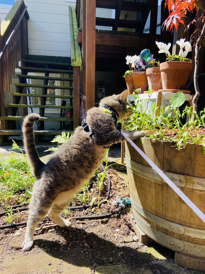 Cat on leash in garden