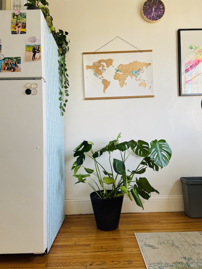 Monstera plant