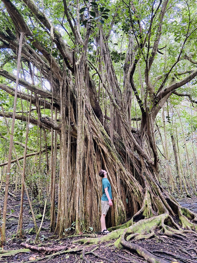 Tall tree in Puna Trail