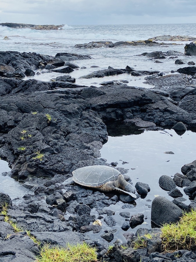 Dead turtle washed up on beach