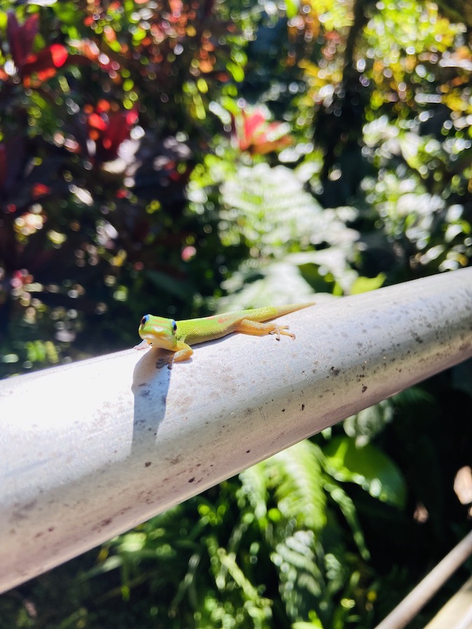 Small lizard in Hawaii