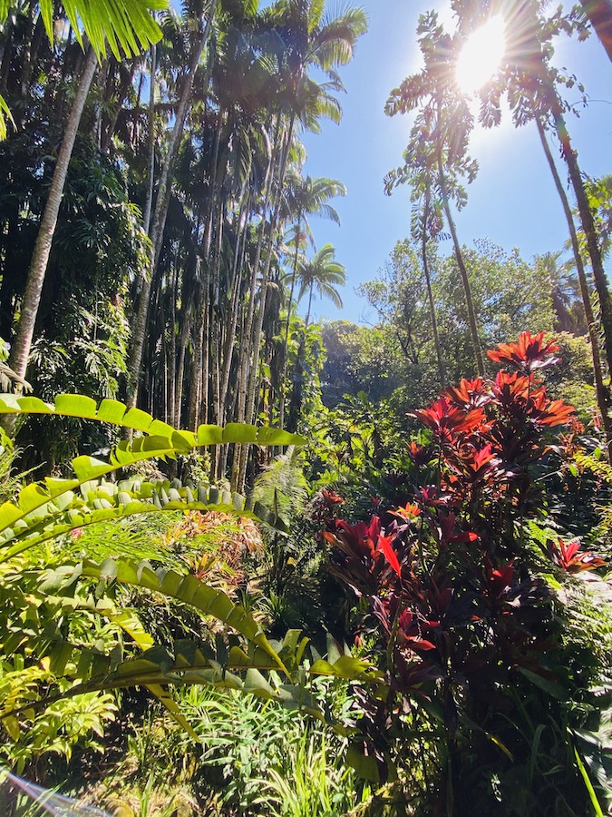 Hawaii Botanical Garden