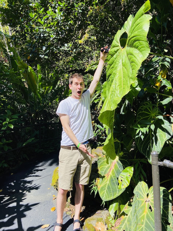 Large leaves with Joe for scale