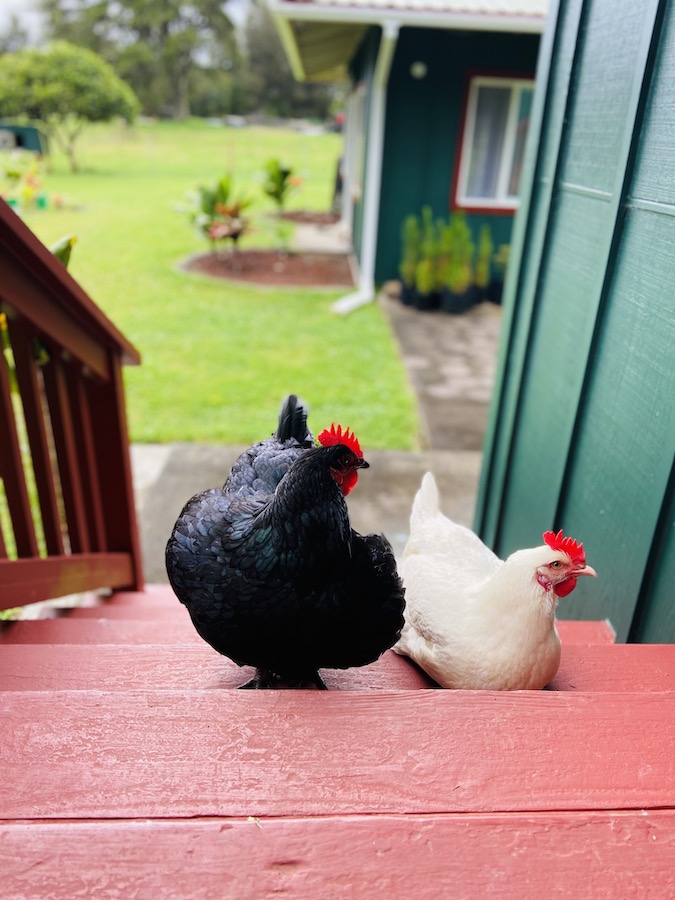 Black and white chickens