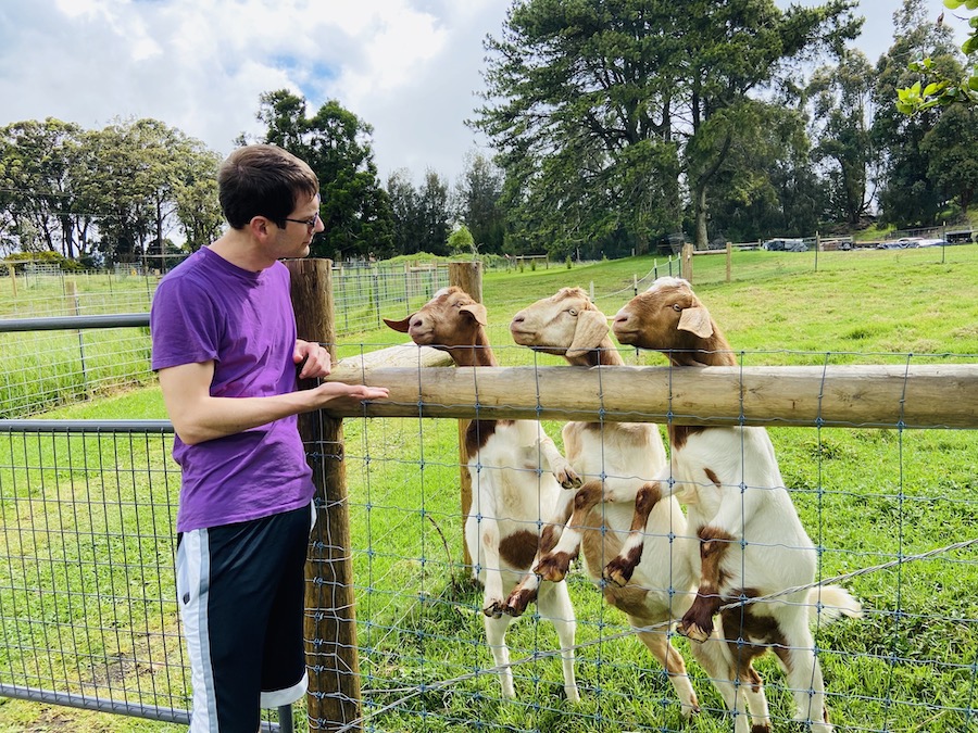 Playing with goats in farm on Waimea