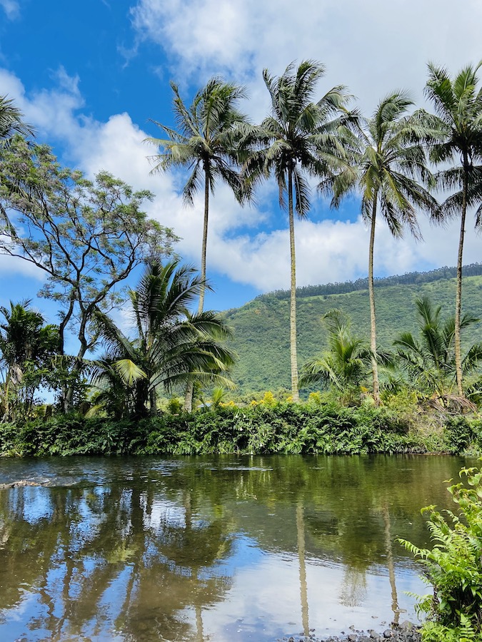 Waipi'o Valley views of palm trees and water