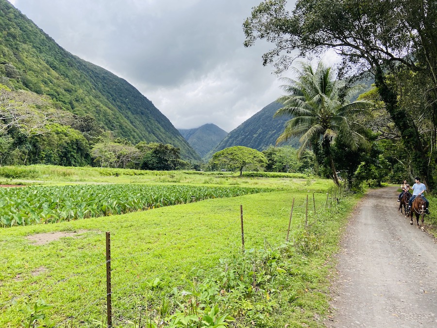 Waipi'o Valley road with horses