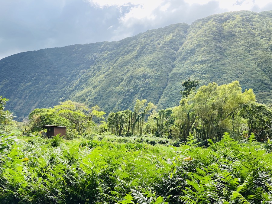 Waipi'o Valley 
