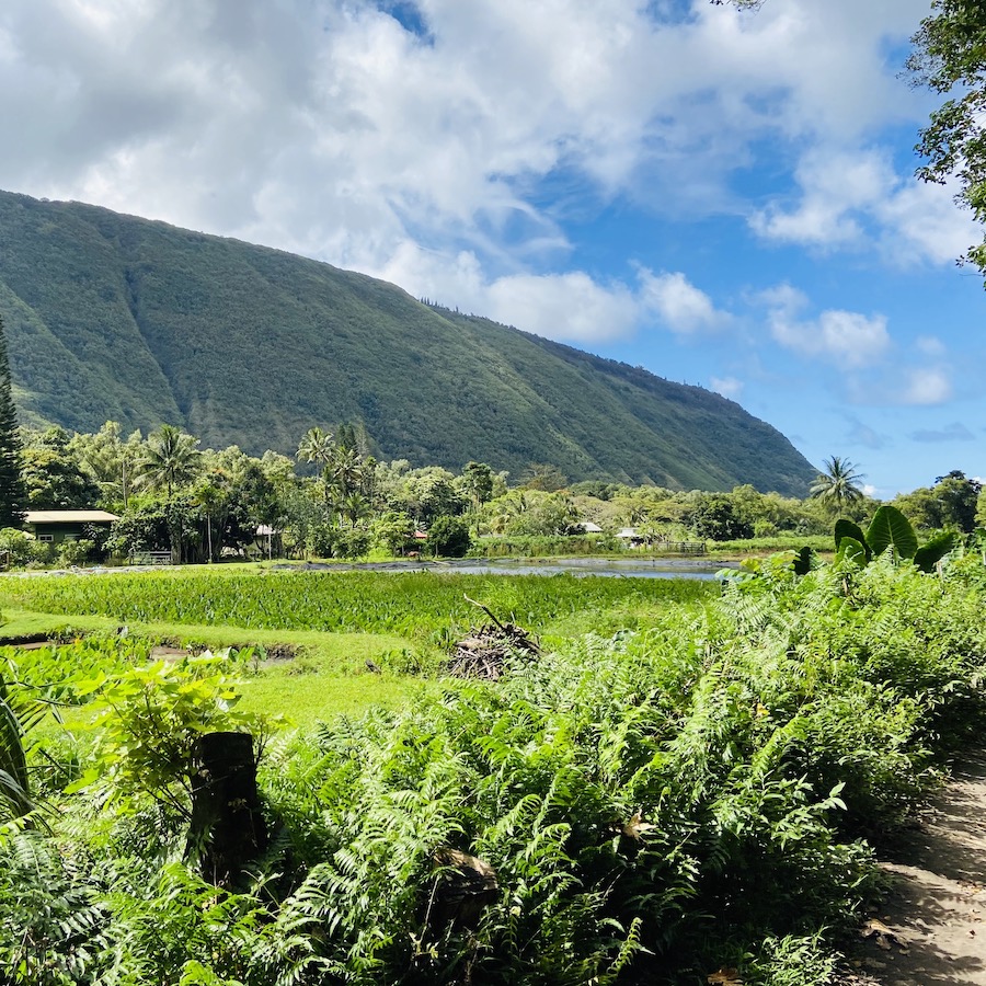 Waipi'o Valley farm land