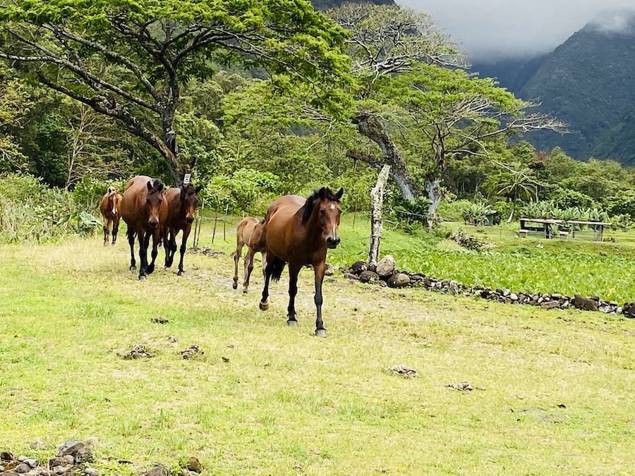 Wild horses in Waipi'o Valley 