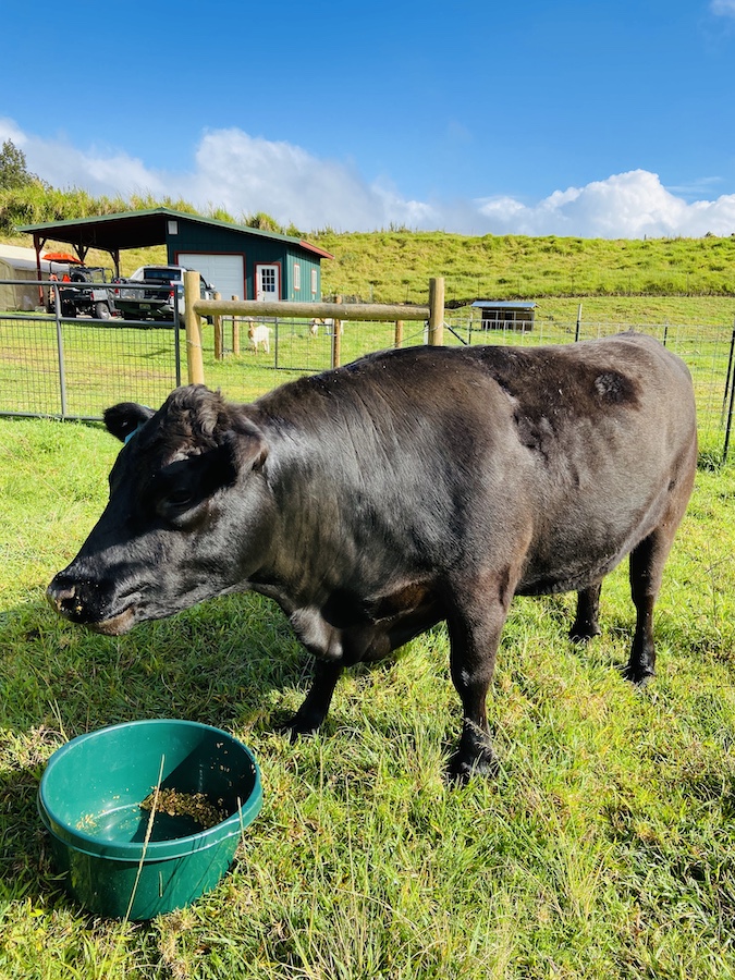 Cow on farm in Waimea
