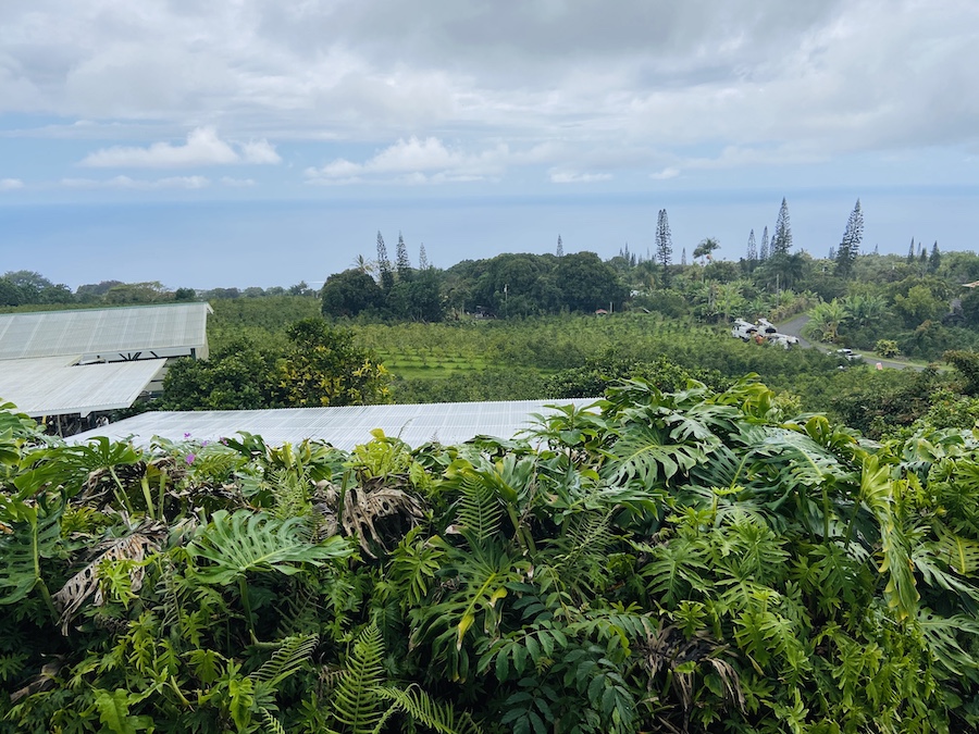 Hawaiian Kona Coffee Farm