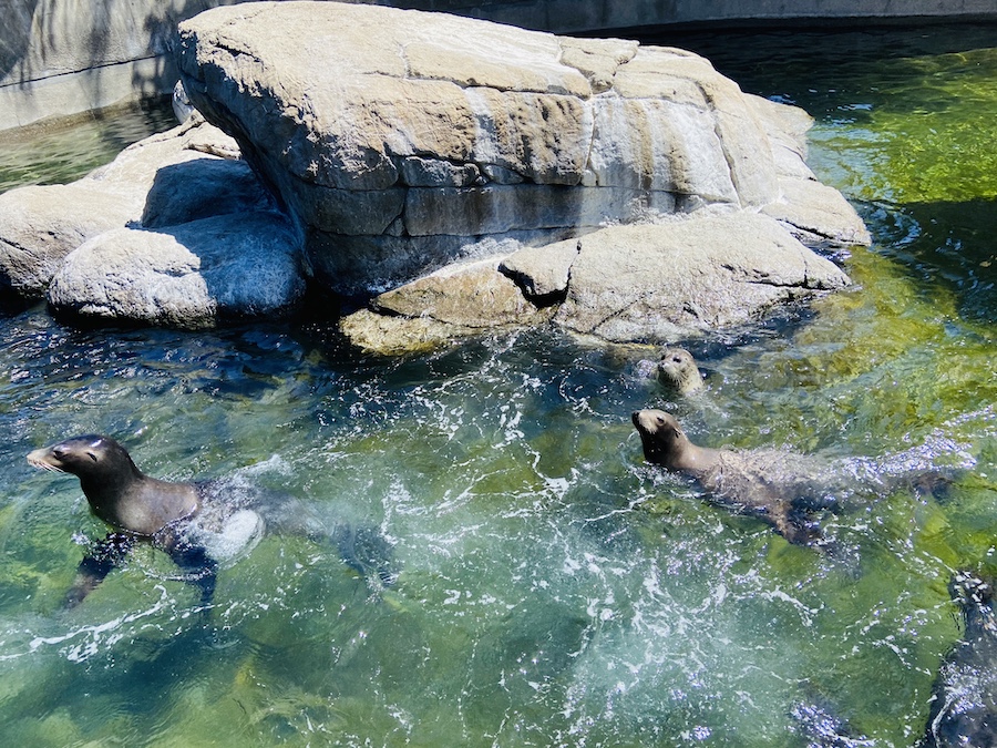 Sea lions at six flags 