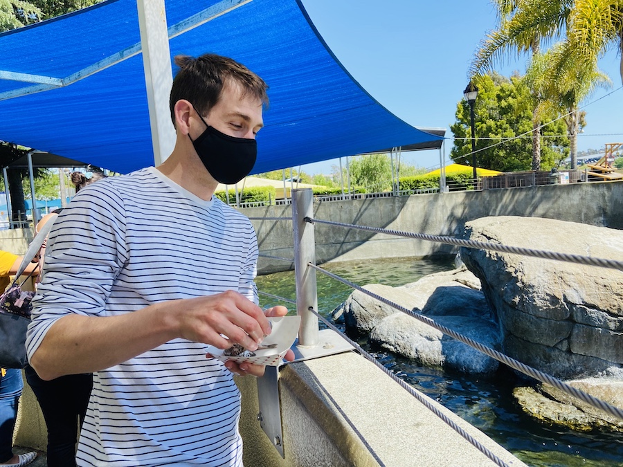 Feeding sea lions