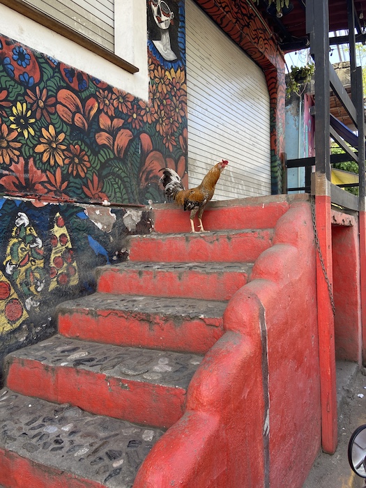 Rooster on streets of Mexico