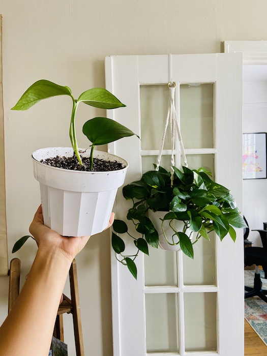 Pothos propagation 