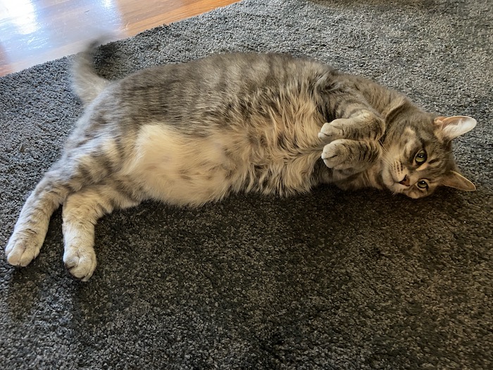 Cat lying on the ground 