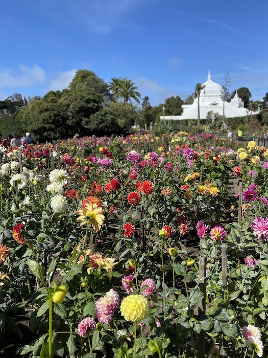 Dahlias at Conservatory of Flowers 