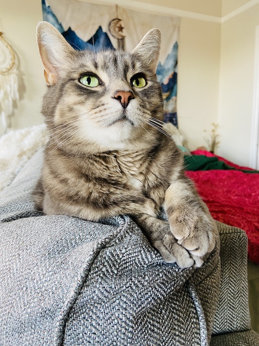Cat on couch