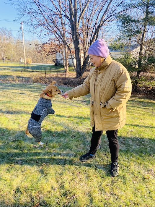 Playing with jumping corgi