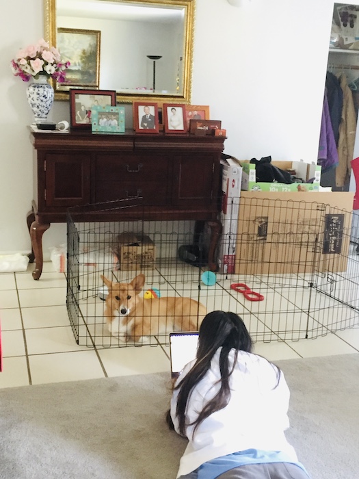 Hanging out on the floor with the dog