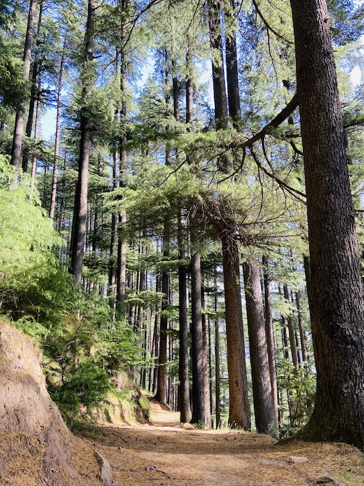Forest in Manali, India