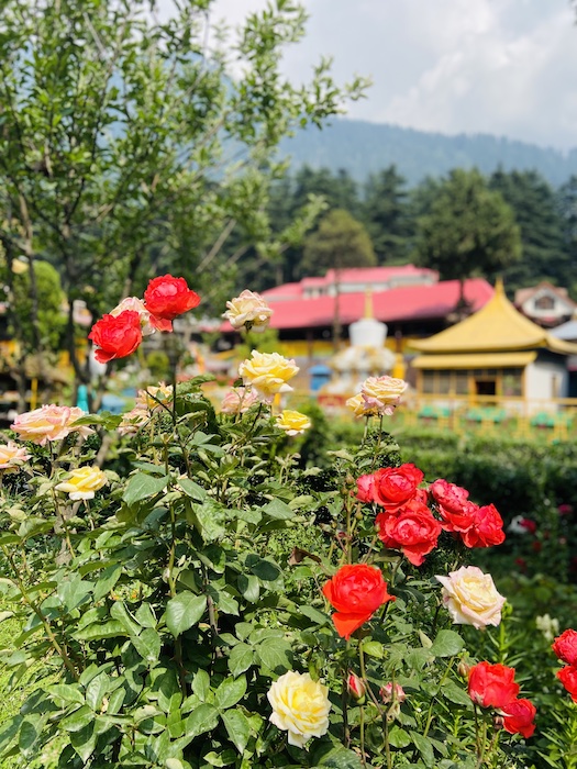 roses in India