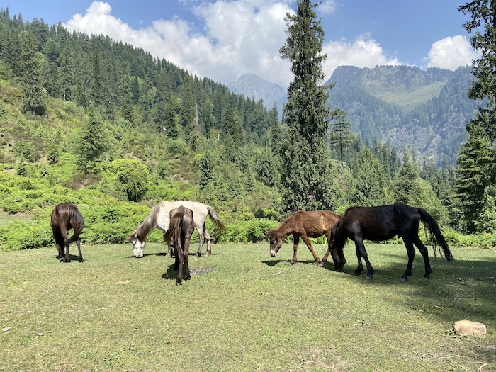 wild horses on hike in Manali