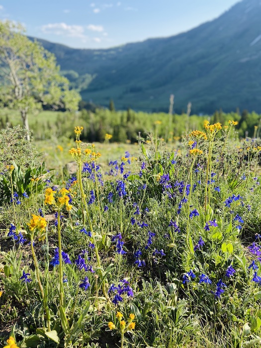 Wildflowers in Crested Butte, Colorado