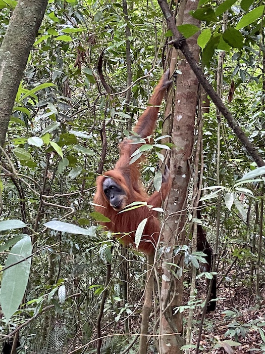 orangutans in Bukit Lawang, Sumatra