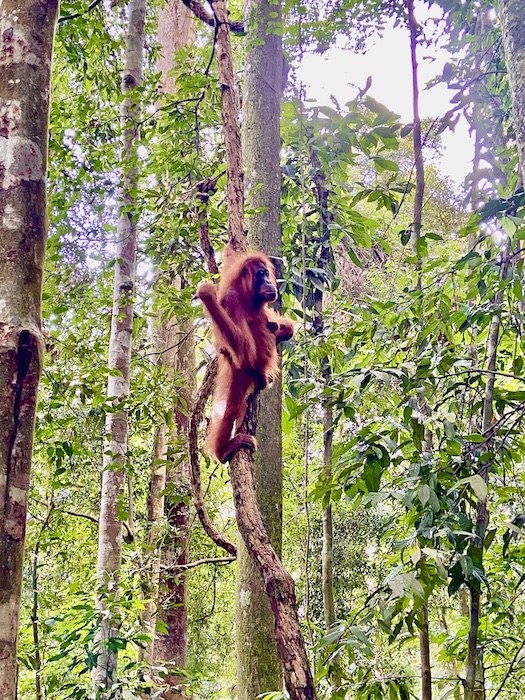 orangutans in Bukit Lawang, Sumatra